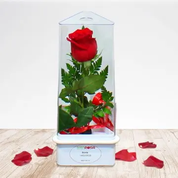 Prueba Rose