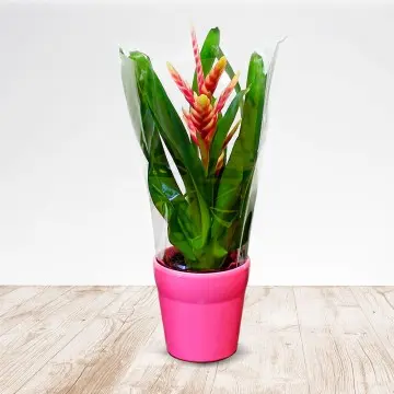 Bromelia
