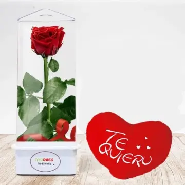 Rosa eterna y osito de peluche