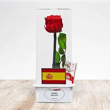 Rosa de España