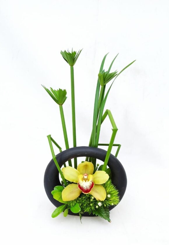 Orquídeas