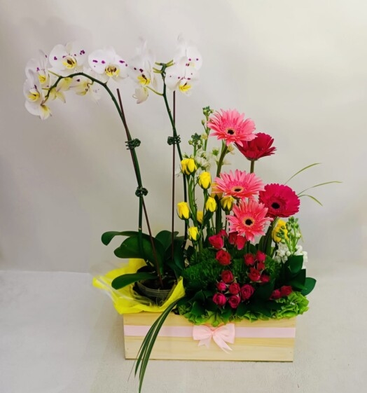 Hermoso arreglo floral con planta de orquídea, mini rosas y gerberas.